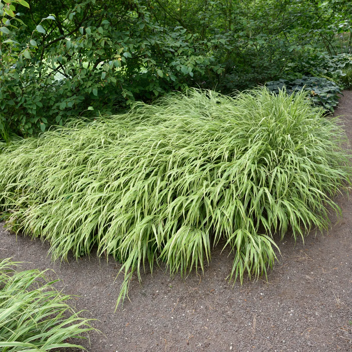 Hakonegräs 'Albostriata'